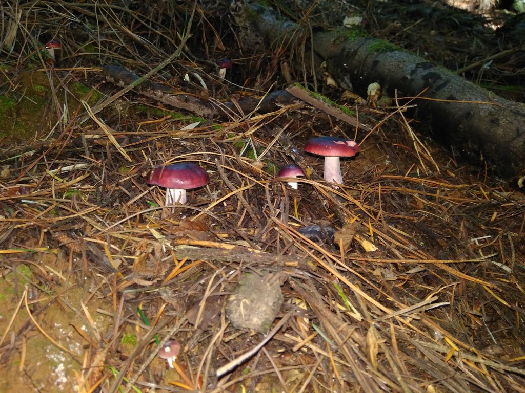 Russula sardonia · April 2018 · photo: © cristianriquelme (iNaturalist, cc-by)