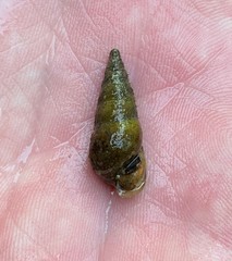 Pleurocera attenuata