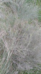 Baccharis notosergila