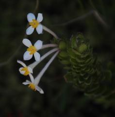Gnidia tomentosa