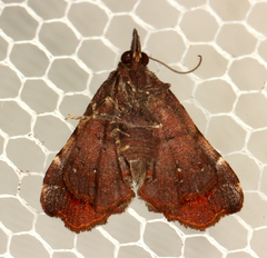 Esthlodora variabilis