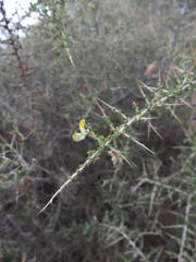 Aspalathus acuminata acuminata