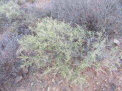 Aspalathus acuminata acuminata