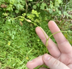 Neolasioptera convolvuli