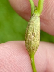 Neolasioptera convolvuli