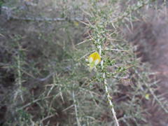 Aspalathus acuminata acuminata