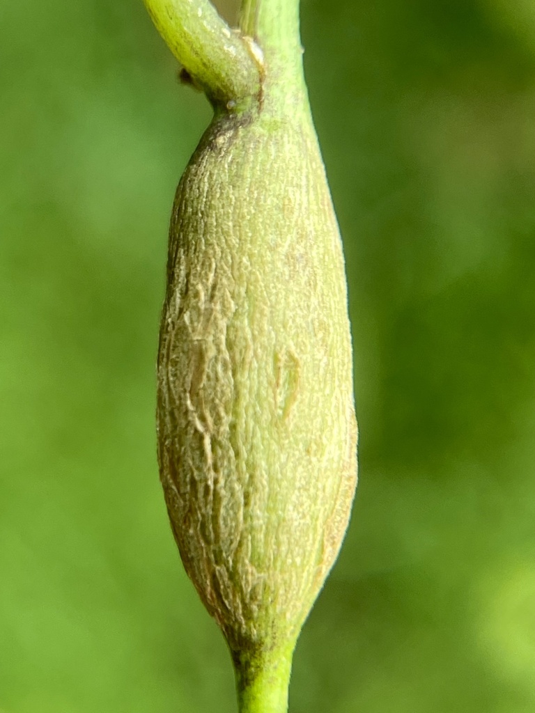 Neolasioptera convolvuli