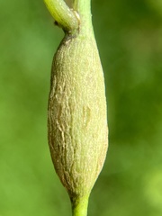 Neolasioptera convolvuli