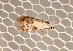 Araeopteron epiphracta