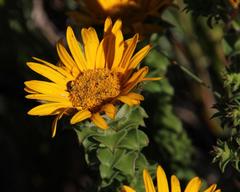 Oedera imbricata