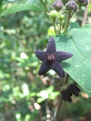 Matelea tezcatlipocantha