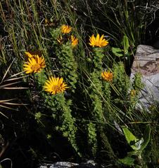Oedera imbricata