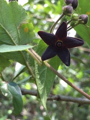Matelea tezcatlipocantha