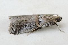 Acrobasis comptella