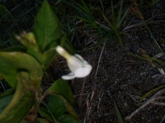 Asystasia gangetica