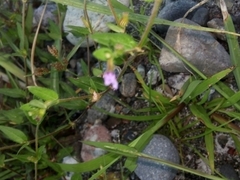 Torenia crustacea