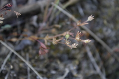 Microsteris gracilis