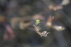 Microsteris gracilis