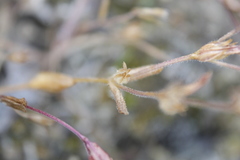 Microsteris gracilis