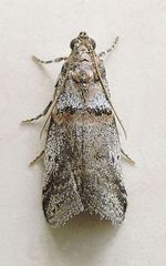 Acrobasis comptella