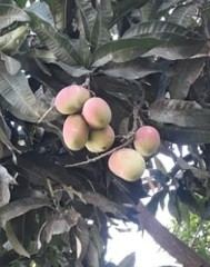 Mangifera indica