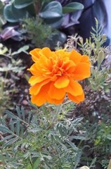 Tagetes