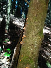 Anthracophyllum discolor