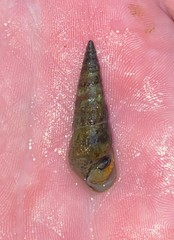 Pleurocera attenuata