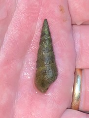 Pleurocera attenuata