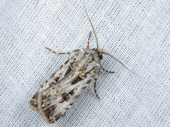 Agrotis radians