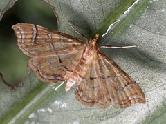 Musotima ochropteralis