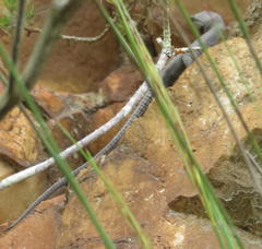 Ninurta coeruleopunctatus