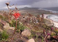 Nerine sarniensis