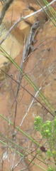 Ninurta coeruleopunctatus