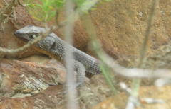 Ninurta coeruleopunctatus