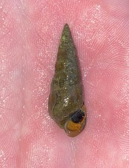 Pleurocera attenuata