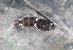Parides photinus