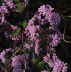 Erica parviflora