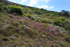 Erica parviflora
