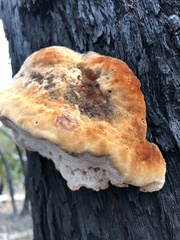 Postia pelliculosa