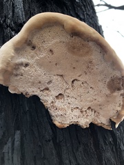 Postia pelliculosa
