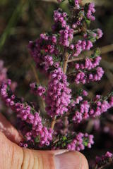 Erica parviflora