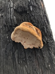 Postia pelliculosa