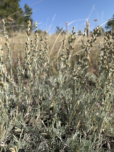 Artemisia tripartita ssp. rupicola