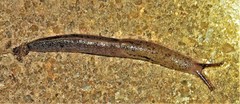 Atoxonoides meridionalis