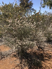 Hypocalymma angustifolium
