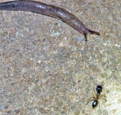 Atoxonoides meridionalis