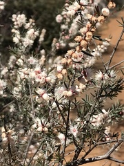 Hypocalymma angustifolium