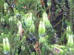 Erica viridiflora viridiflora