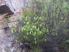 Erica viridiflora viridiflora